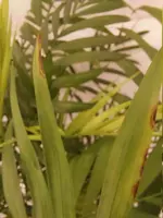 Bergpalme9.webp