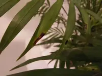 Bergpalme8.webp