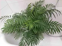 Bergpalme7.webp