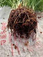 Bergpalme10.webp