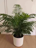 Bergpalme13.webp