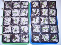 pikiert 02.01 (3).webp