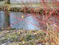 035.webp