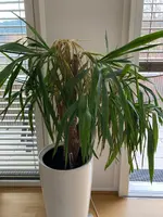 Palme01.webp