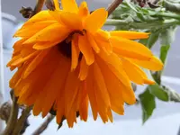 019.webp