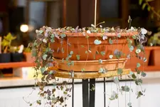 ceropegia.webp