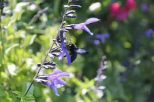 Holzbiene  0124.webp