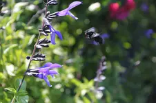 Holzbiene  0224.webp