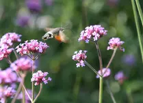 Taubenschwänzchen0115.webp
