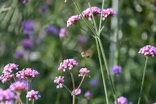 Taubenschwänzchen0215.webp