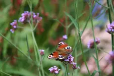 Schmetterling0417.webp