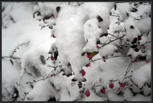 c076.webp