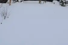 Narzisse 'Erlicheer' unter Schnee 20260110.webp Narzisse 'Erlicheer' unter Schnee 20260110.webp