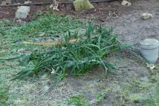 Narzisse 'Erlicheer' 20251230.webp Narzisse 'Erlicheer' 20251230.webp