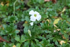 Blaukissen weiß 20251113.webp Blaukissen weiß 20251113.webp