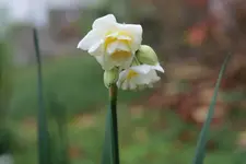 Narzisse 'Erlicheer' 20251113.webp Narzisse 'Erlicheer' 20251113.webp