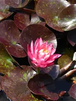 P1080480.webp