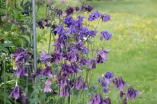 Akeleien   0125.webp