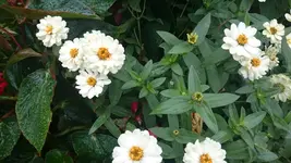 DSC_0880 (7).webp