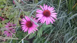 DSC_1036 (4).webp