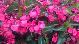DSC_1343 (4).webp