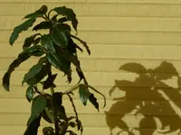 005.webp