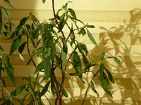006.webp