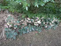 P1000130.webp