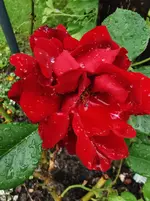 IMG_20250528_113019.webp