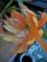 IMG_20250614_214821.webp