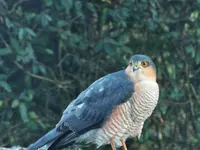 DSCF3331 (2).webp