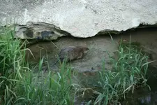 Bisamratte0114 (2).webp