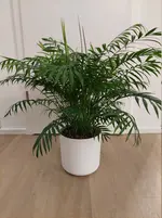 Bergpalme13.webp
