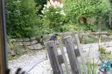 Eisvogel 0314.webp