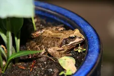Frosch0217.webp