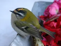 Wintergoldhähnchen0209c.webp