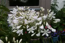 Agapanthus   0420.webp