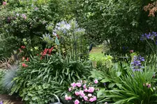 Agapanthus   0620.webp