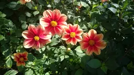 DSC_1101 (3).webp