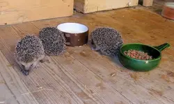 Igel0109.webp