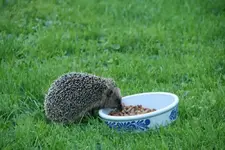 Igel0114 (5).webp