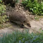 Igel0209.webp