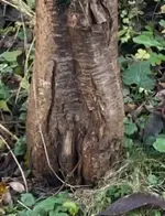 Faulschaden ?.webp