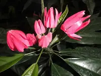 DSCI1096.webp