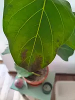 Blatt (2).webp