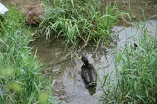 017.webp