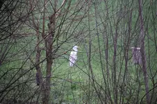 Silberreiher  0524.webp