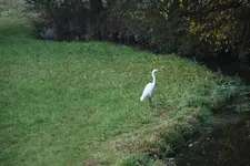 Silberreier 0221.webp