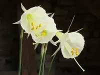 2026NarciAB2.webp