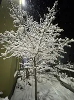 IMG_8136.webp